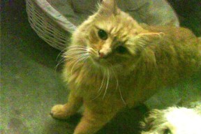 九游游戏中心-塞尔·拉恩：全黑队的速度奇才，用飞速反击撕开对手防线，拉塞尔是谁