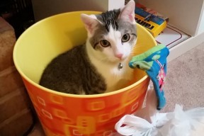 九游正版入口-胡贝特·科斯技术细腻统治混合泳赛场，胡安贝内特百度百科