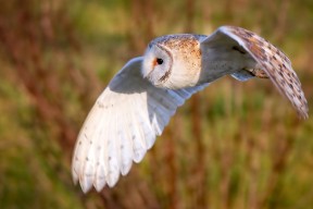 九游网页版官网-划频节奏控制与体能分配配合得当