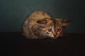 九游官网主页-体育医疗车配备智能监控系统提升响应力，体育医疗箱里备什么