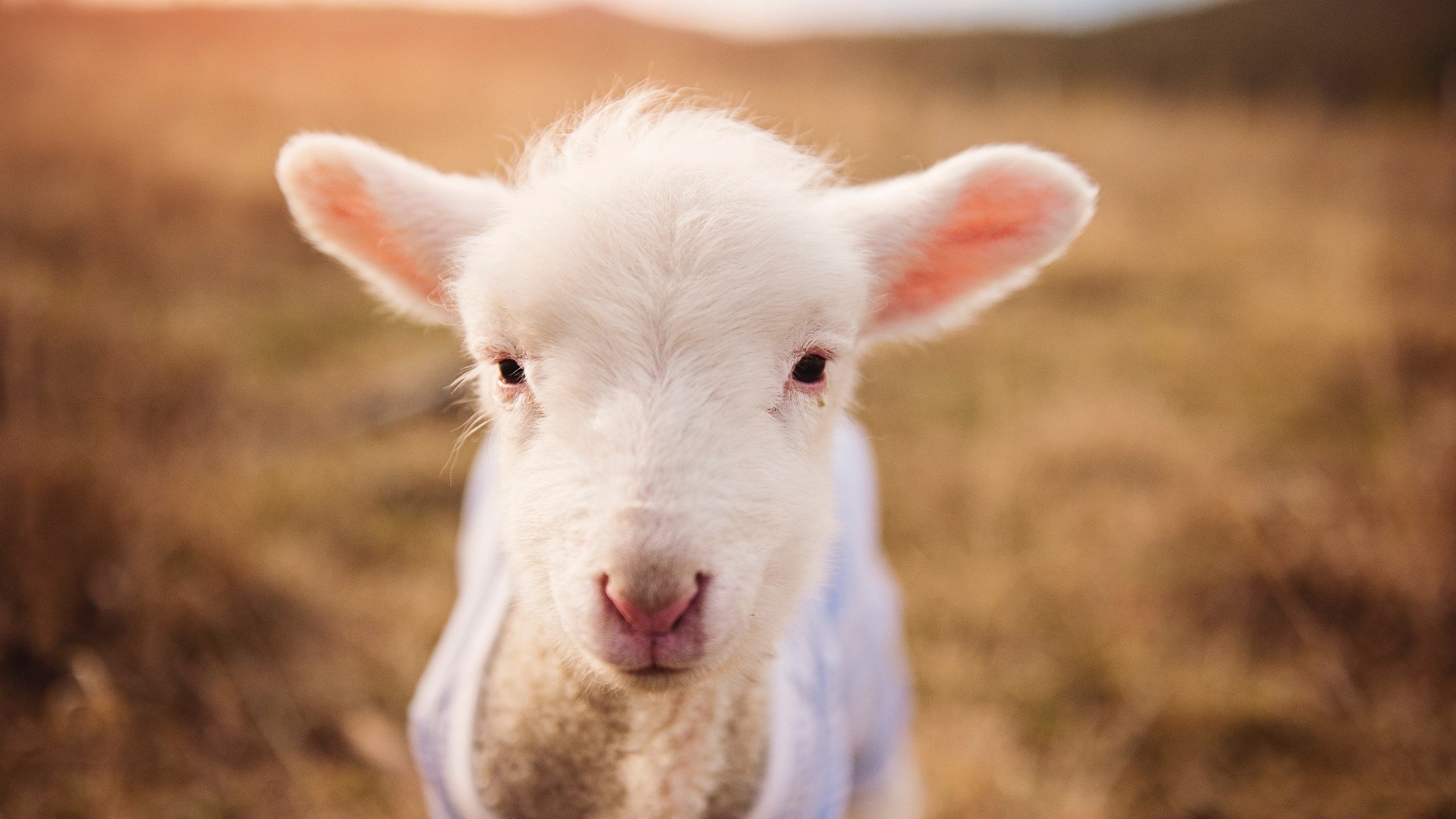 “新都香城赛场，福乐球决赛迎来激烈对决”
