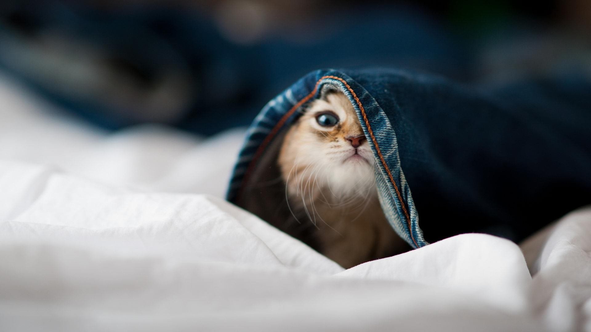 全国高校排球锦标赛激战正酣多队爆冷，2021高校排球比赛