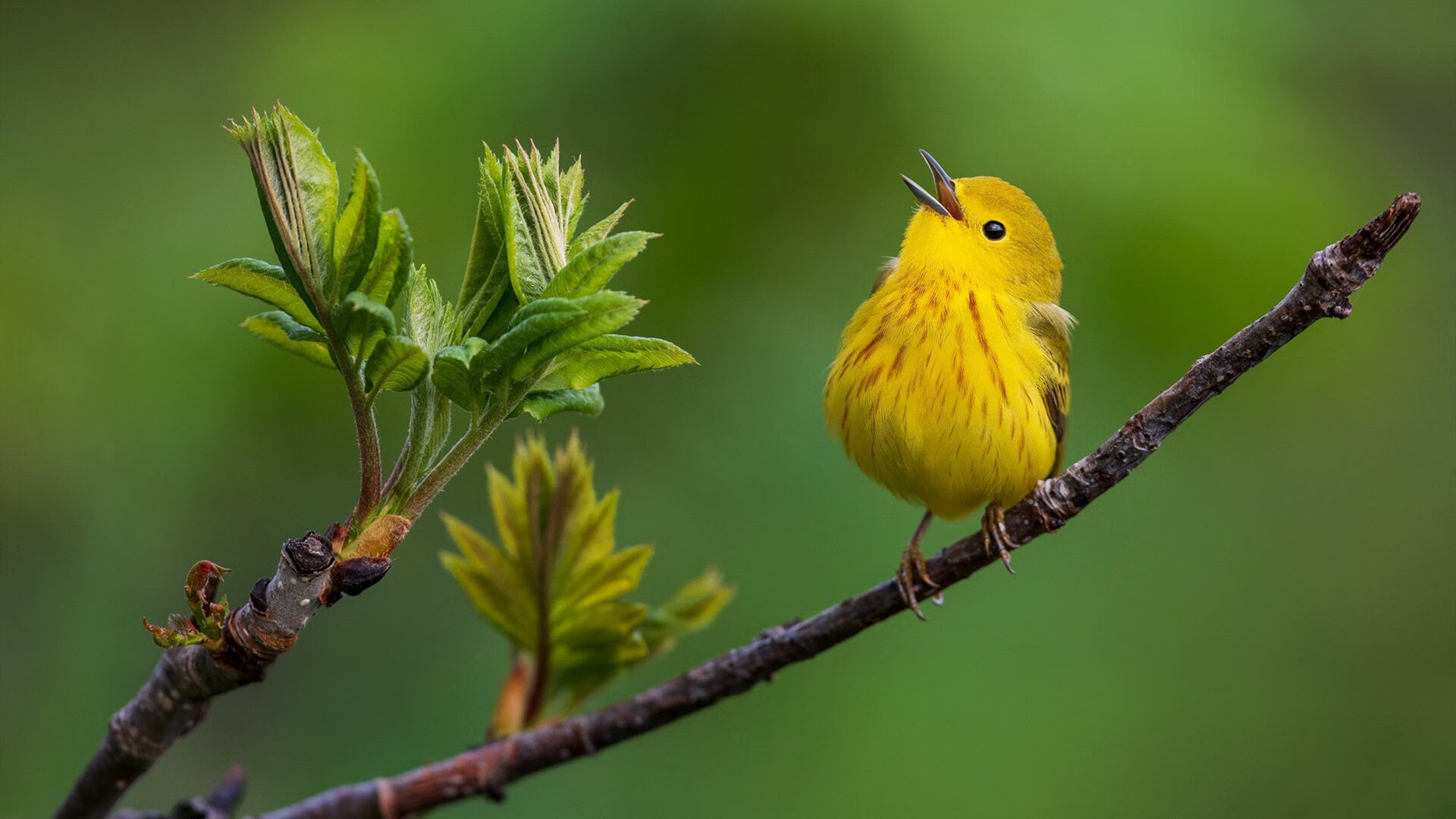 外援对联赛本土球员成长的双刃剑效应，2021外援