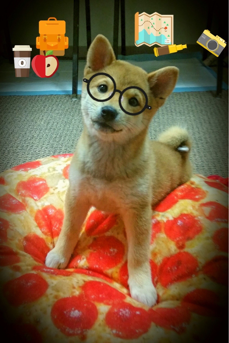 山西龙狮战术多样性逐渐成型提升比赛控制力,龙狮协会