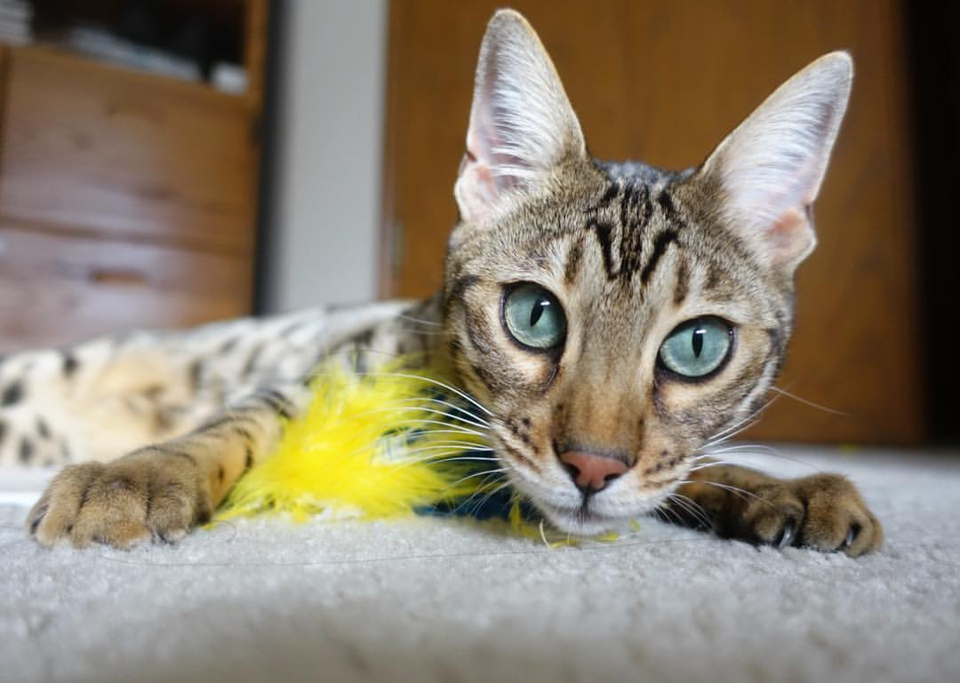 转换进攻是否必须依靠速度型球员，转换进攻跟攻守转换的区别