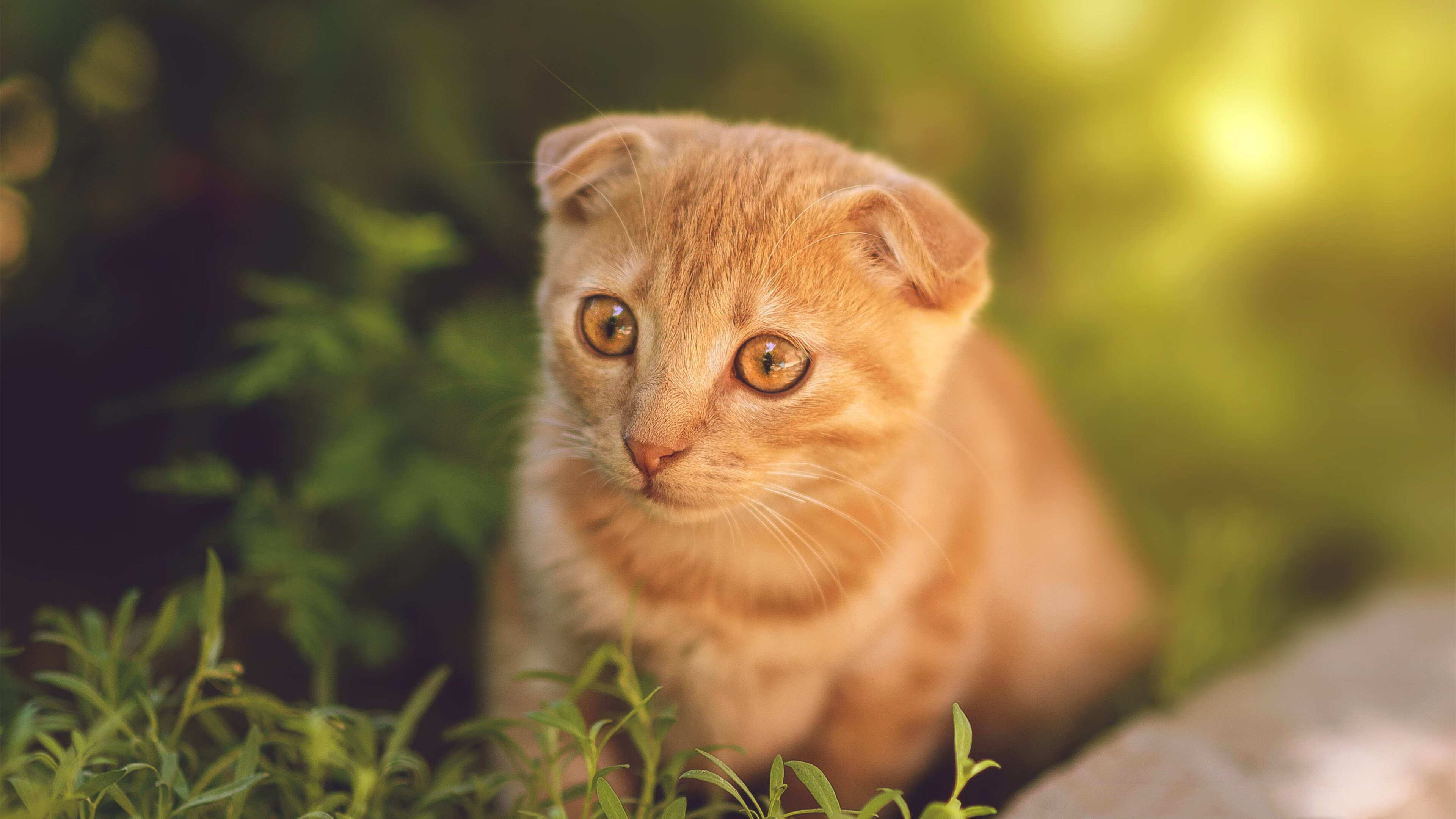 “华金·托比利亚的全能防守与进攻威胁,成就阿根廷美洲狮队的进攻防守平衡”