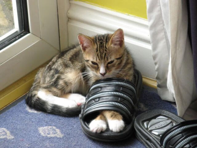 世界杯经典战役的战术解析,世界杯经典战役的战术解析视频