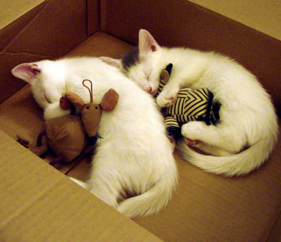 东契奇对决库里控卫之争再起，库里与东契奇拥抱照片