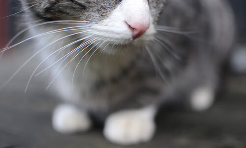 中国足球国家队开展心理素质提升训练，足球运动员心理训练的意义