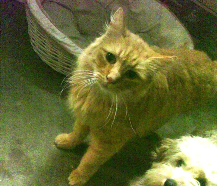 塞尔·拉恩：全黑队的速度奇才，用飞速反击撕开对手防线，拉塞尔是谁