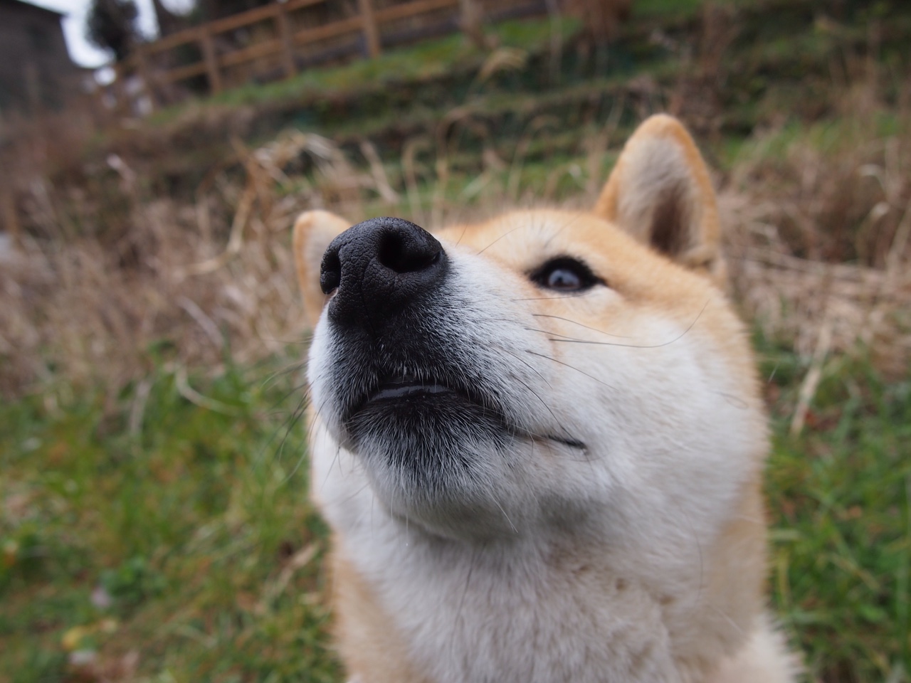 奥地利女篮在欧洲锦标赛中表现优异，逐渐走向世界