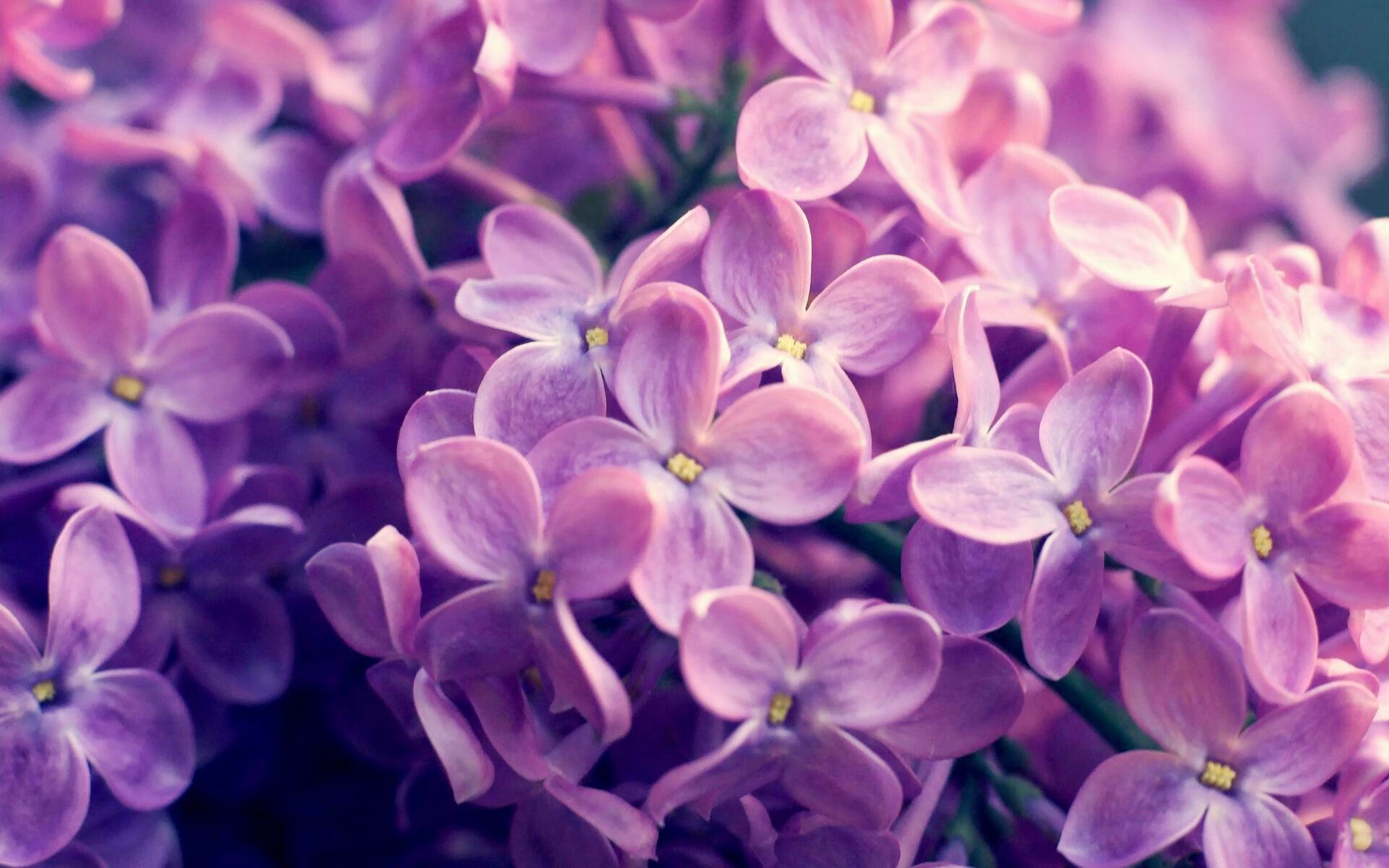 澳大利亚袋鼠队的快速进攻始终保持高效性，澳大利亚袋鼠强壮