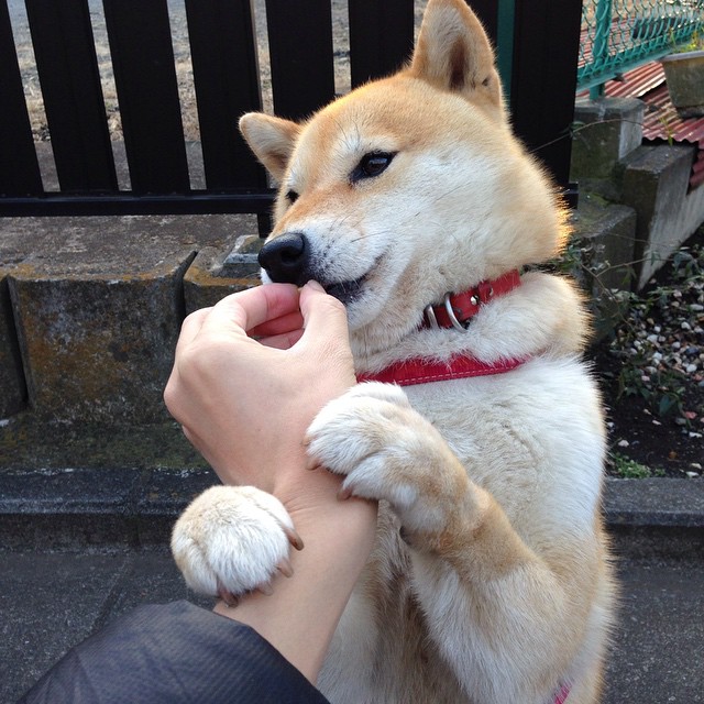 澳大利亚袋鼠队的快速进攻始终保持高效性，澳大利亚袋鼠强壮