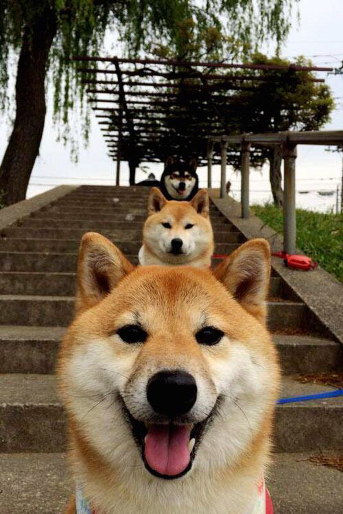 羽毛球业余联赛参赛人数连年增长,业余羽毛球比赛赛制