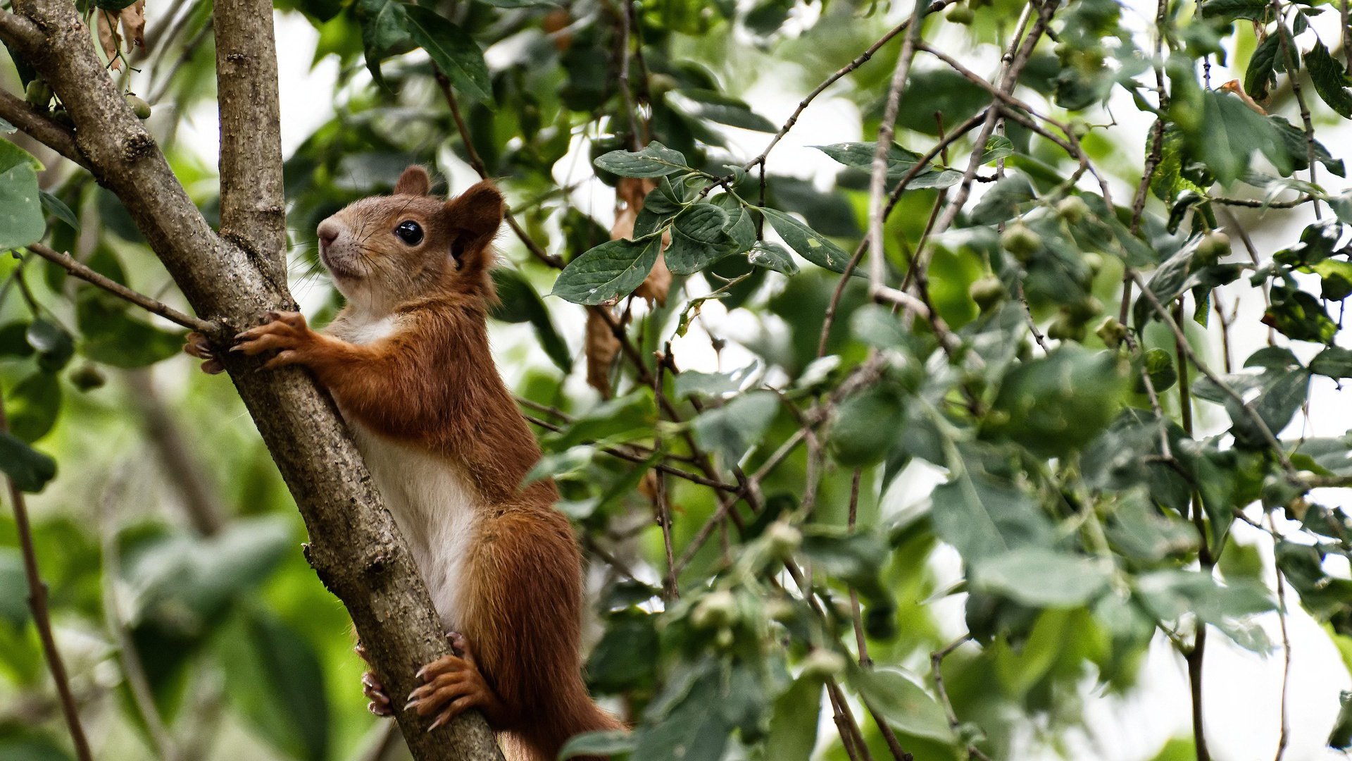 英超固若金汤:防线坚不可摧,战局胶着